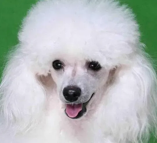 贵宾犬|养狗圣经 贵宾犬喜欢拖鞋四大原因