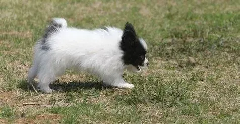 蝴蝶犬|给蝴蝶犬养成良好的习惯应从小开始