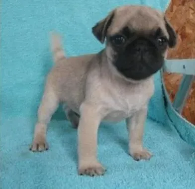 巴哥犬|脱毛时期的巴哥犬我们该怎样清洁浮毛