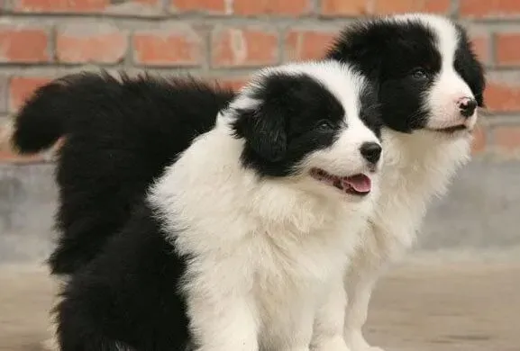 边境牧羊犬|鸡骨头之类的食物为什么不能给边境牧羊犬吃