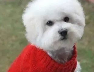 比熊犬|比熊犬日常生活中容易患哪些疾病