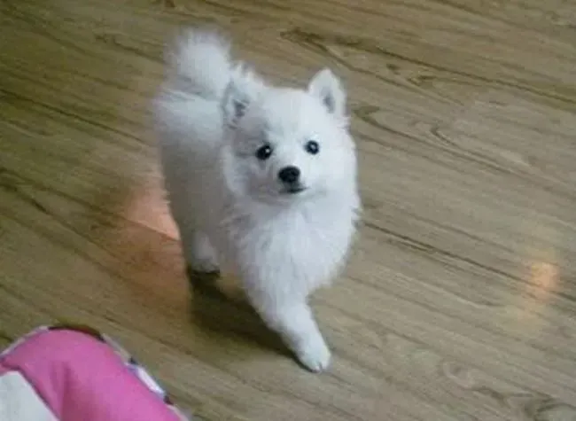 银狐犬|医疗宝典 银狐犬驱虫后的三种反应