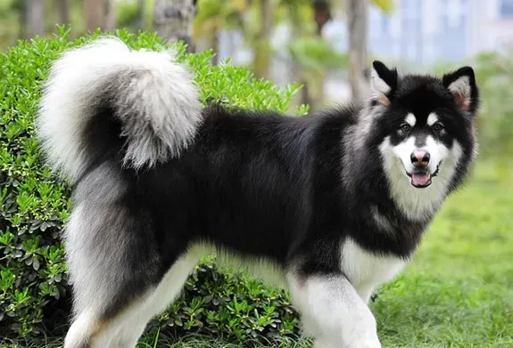 巨型阿拉斯加雪橇犬好养吗 生长期喂养要点 | 阿拉斯加雪橇犬