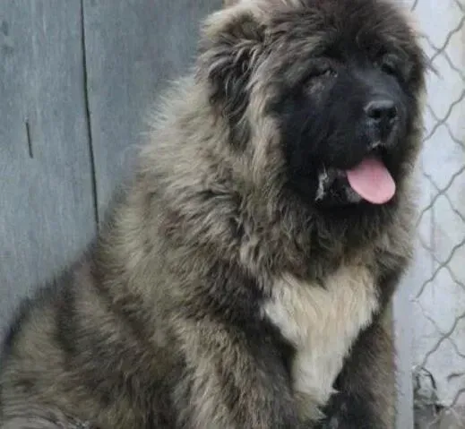 高加索犬|三个月的高加索犬如何喂养毛发更好