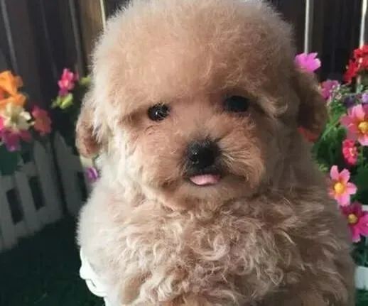 贵宾犬|给贵宾犬梳理毛发是饲主所应尽的责任之一