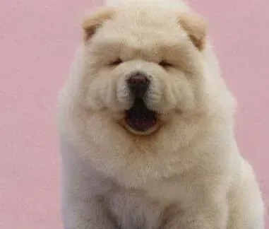 松狮犬|松狮犬驱虫工作间隔多久一次比较好