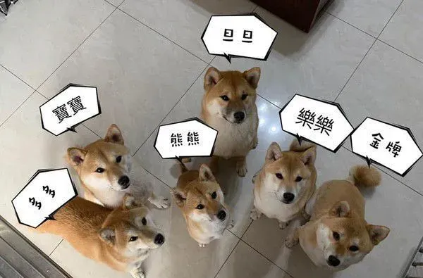 锅夹助威灭狗狗威风 毛军团纷纷变成俗辣窜逃