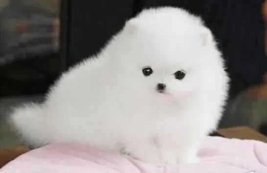 博美犬|做好心理训练可以使博美犬不再晕车