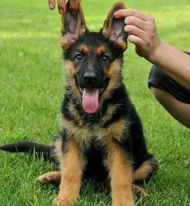 德国牧羊犬|保洁员如何负责给德国牧羊犬清洁牙齿