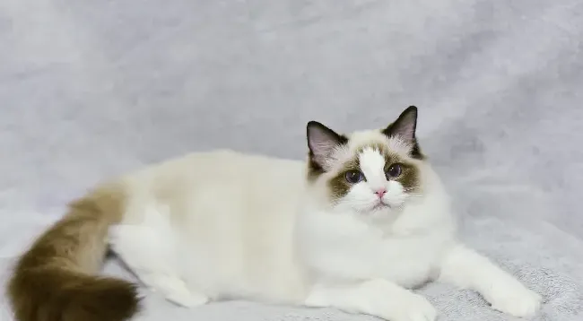 布偶猫多大算成年  布偶猫成年居然这么慢 | 布偶猫