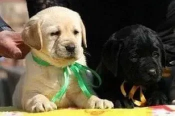 拉布拉多|拉布拉多犬的成长离不开蔬菜