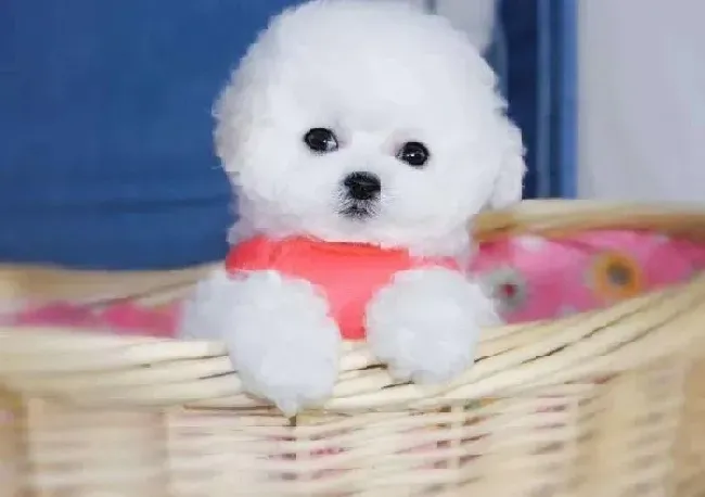 比熊犬|比熊犬日常生活中容易患哪些疾病