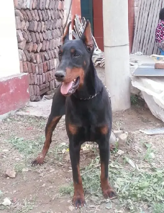 杜宾犬|我家杜宾犬出现拉稀是什么原因造成的