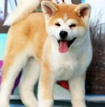 秋田犬|秋田犬便便中带血丝是不是病了