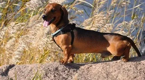 腊肠犬|腊肠犬怎么梳毛 给腊肠犬梳理毛发的方法
