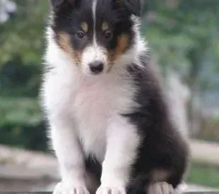 苏格兰牧羊犬|苏格兰牧羊犬患上皮肤病，有皮屑如何是好