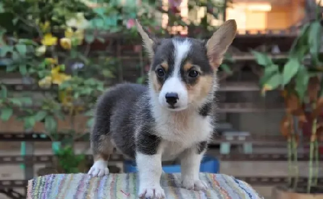 柯基犬|塑造一只优秀心理的柯基犬需要哪些方面