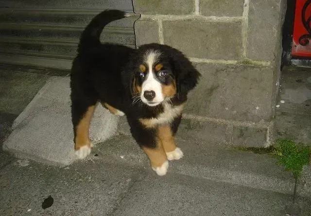 伯恩山犬|了解伯恩山犬的习性和训练方法小秘诀