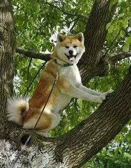 秋田犬|秋天饲养秋田犬不可不注意的事情有哪些