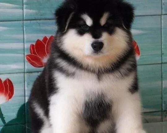 阿拉斯加犬|给阿拉斯加雪橇犬喂食要注意的八个小常识