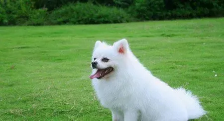 纯白色的狗是什么狗 养爱犬是治病良药 | 狗