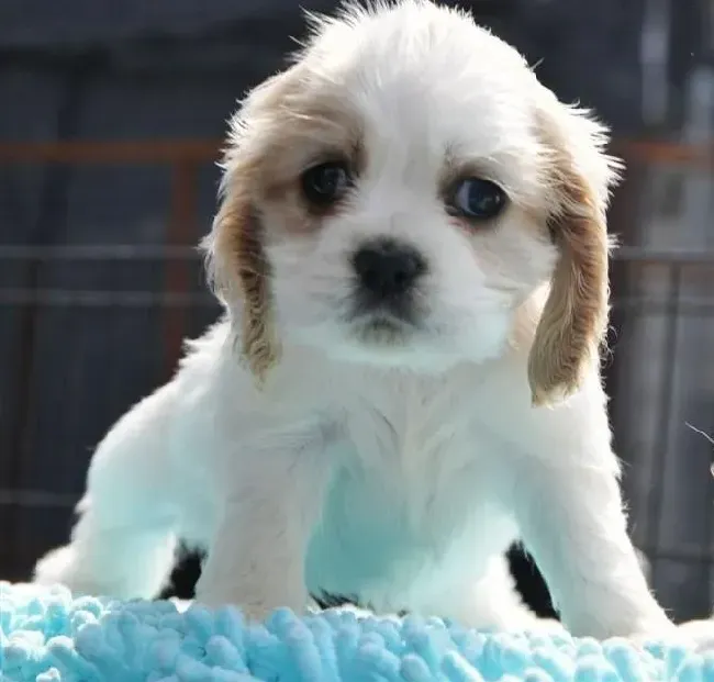 可卡犬|可卡犬总喜欢咬人应如何纠正过来
