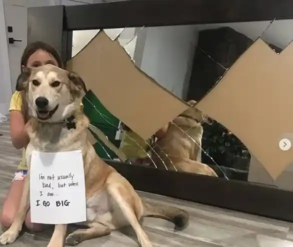 超可爱固执汪星人 小主人开空气门才进门的小怪癖