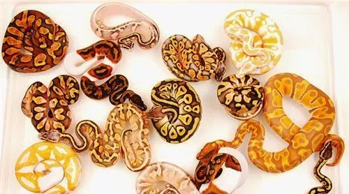 球蟒怎么分公母 球蟒看尾巴细长是公的 | 球蟒