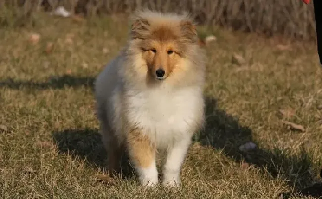 苏格兰牧羊犬|苏格兰牧羊犬在患病初期有哪些具体的表现