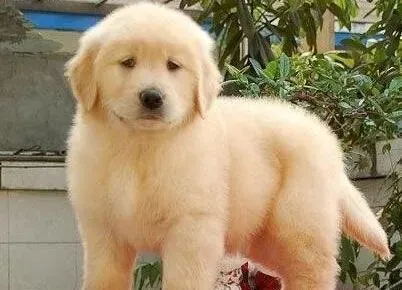 金毛|饲养金毛犬时禁止过多喂狗狗零食