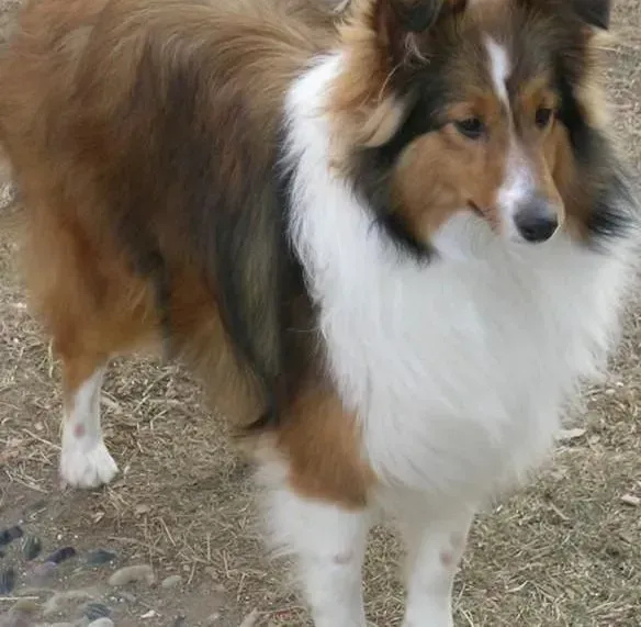 喜乐蒂|了解喜乐蒂犬夏季饮食须知