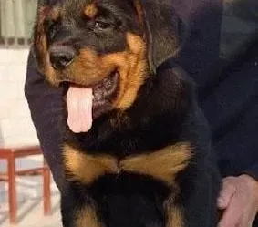 罗威纳犬|罗威纳犬的狗粮如何选购