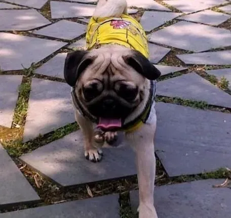 巴哥犬|乱咬有原因 如何让巴哥犬不乱咬东西