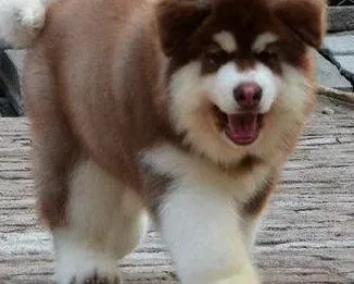 阿拉斯加犬|阿拉斯加雪橇犬生长发育快 主人应了解