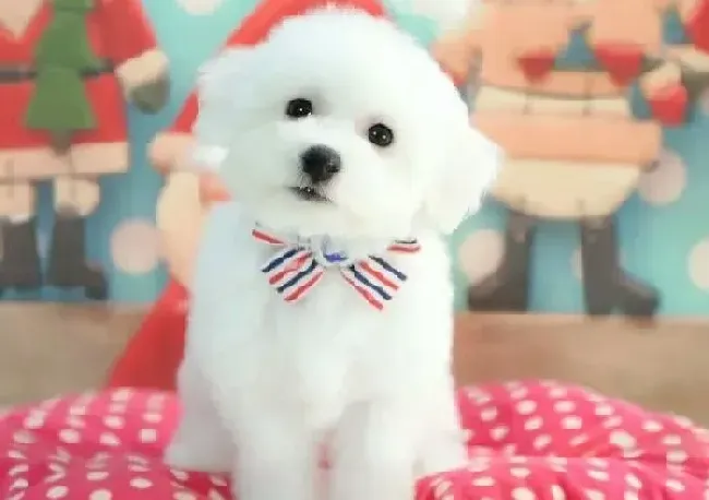 比熊犬|比熊犬日常生活中容易患哪些疾病