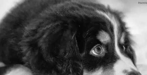 伯恩山犬性格特点 极具个性特点的宠物狗之一 | 伯恩山犬
