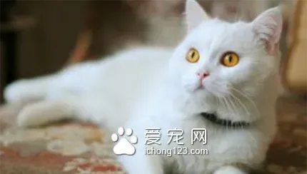 猫什么时候绝育 公猫和母猫绝育有区别 | 猫