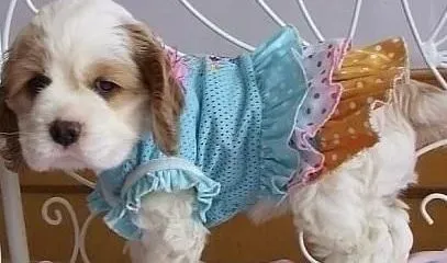 可卡犬|冬季饲养可卡犬学问大