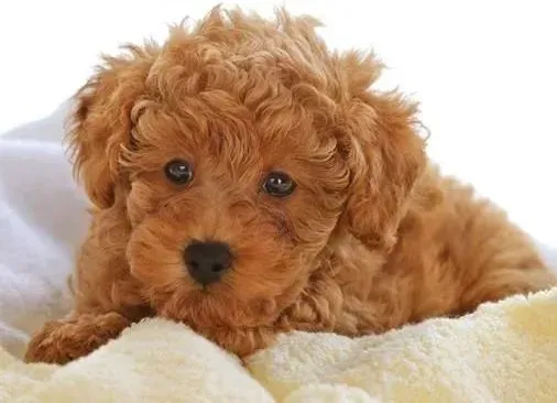 贵宾犬|春季养护贵宾犬要注意的几个方面