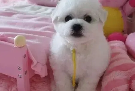 比熊犬|比熊犬的巡回训练要如何进行