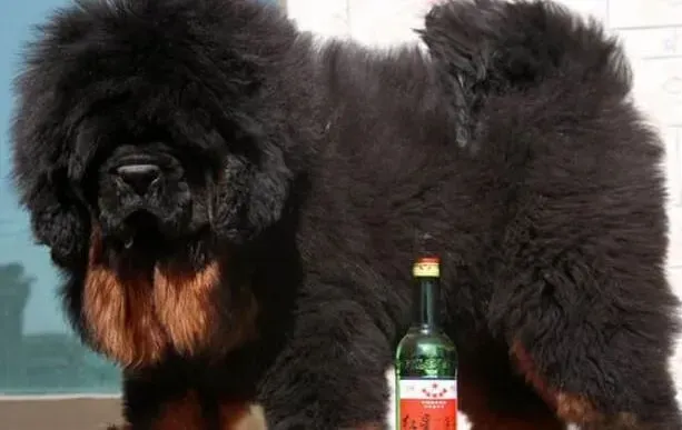 藏獒|如何鉴定藏獒狗粮质量的好与坏