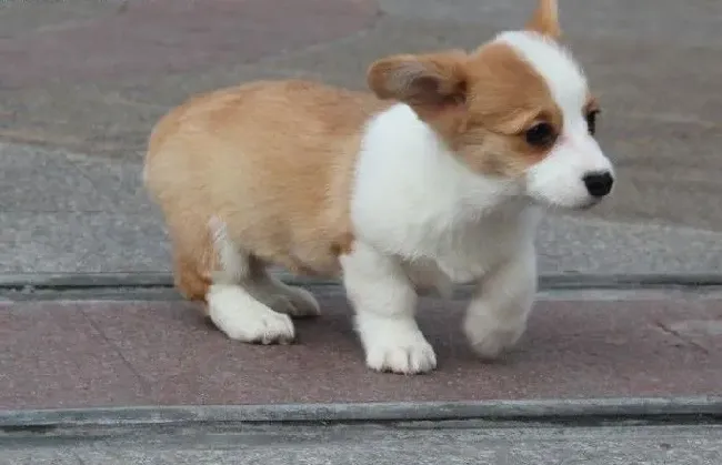 柯基犬|警惕柯基犬成为你家中的传染源