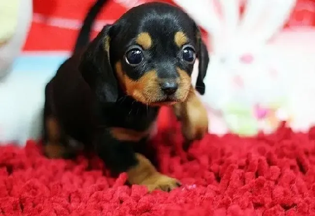 腊肠犬|腊肠犬一直干呕，咳嗽流鼻涕应如何是好