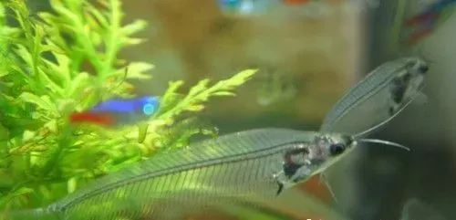 玻璃猫鱼的饲养 采用经晾处理10～15天的老水 | 玻璃猫