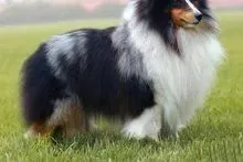 喜乐蒂|总结喜乐蒂犬饲养中的几点经验