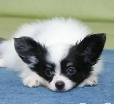 蝴蝶犬|蝴蝶犬最近干咳，鼻子干这是什么情况