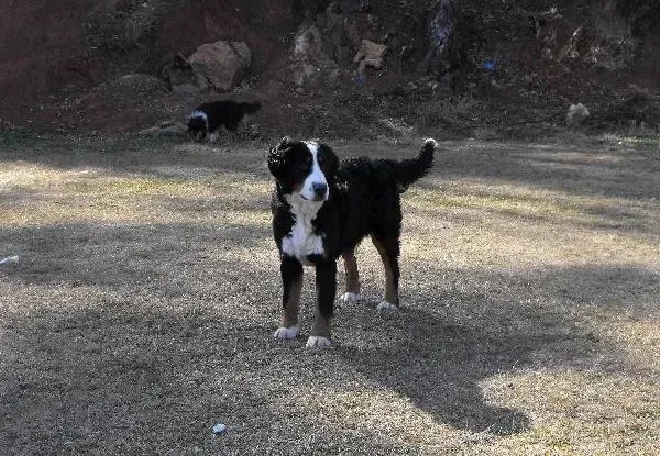 伯恩山犬|才出生的伯恩山犬主人要加强看护