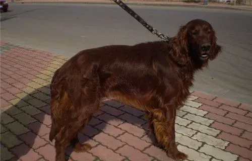 爱尔兰雪达犬怎么样 一种较晚成型犬种 | 爱尔兰雪达犬