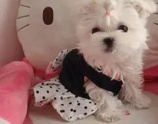 马尔济斯|养出一只真正健康的马尔济斯犬需要做到哪些努力