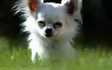 吉娃娃|防止吉娃娃母犬难产的方法——科学安胎